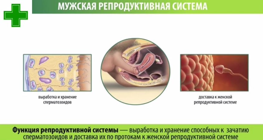 У кого самые большие сперматозоиды на планете